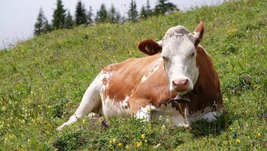 cow राधिका, सीता, गीता के नाम है एफडी, लखपति हैं इस गोशाला की गायें