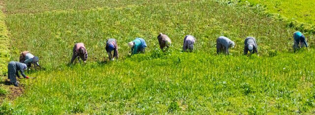 'किसान भागीदारी प्राथमिकता हमारी' कैंपेन का आयोजन 24 अप्रैल से 1 मई तक 1 turkey farmers 640x235 1 'किसान भागीदारी प्राथमिकता हमारी' कैंपेन का आयोजन 24 अप्रैल से 1 मई तक
