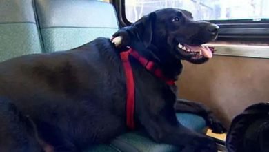 dog 1 इंग्लिश में बात करने पर टैटू आर्टिस्ट को पीटा, पालतू कुत्ते से भी कटवाया