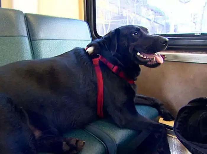 dog कुत्ते के भौंकने से था नाराज, युवक ने बेजुबान को जमीन पर पटक-पटक कर मार डाला