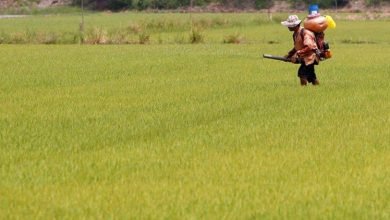 farmer1 बिहार: अब पंचायत स्तर पर तय होगा खेती का लक्ष्य, इस एप के जरिए ऑनलाइन होगा काम