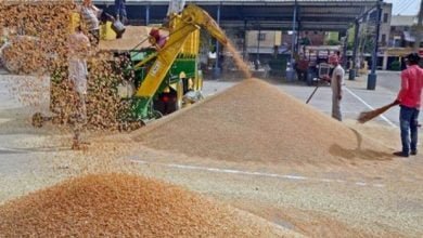 wheat 620x400 2 लगातार बढ़ती कीमतों के बीच सरकार ने गेहूं के निर्यात पर लगाई रोक
