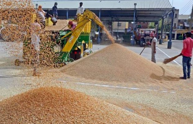 लगातार बढ़ती कीमतों के बीच सरकार ने गेहूं के निर्यात पर लगाई रोक 1 wheat 620x400 2 लगातार बढ़ती कीमतों के बीच सरकार ने गेहूं के निर्यात पर लगाई रोक