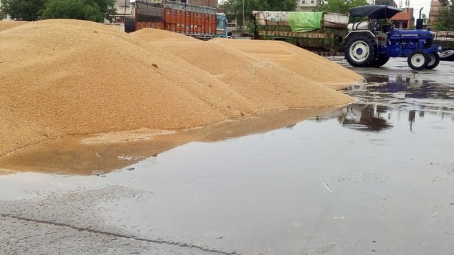 आफत की बारिश, मंडी में खुले में रखा हजारों क्विंटल गेहूं बारिश में भीगा 1 2020 4 largeimg 1871200050 आफत की बारिश, मंडी में खुले में रखा हजारों क्विंटल गेहूं बारिश में भीगा