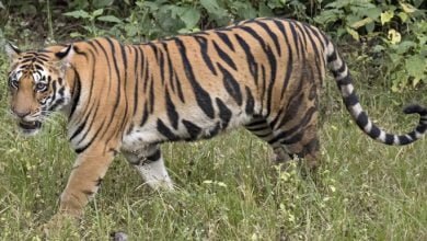 tiger राजस्थान: सवाईमाधोपुर जिले के रणथंभौर में बाघिन टी-39 दो शावकों सहित लापता