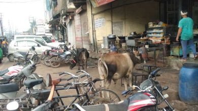 05 Guna 02 सड़कों पर आवारा मवेशियों का कब्जा, राहगीर बन रहे हैं हादसे का शिकार