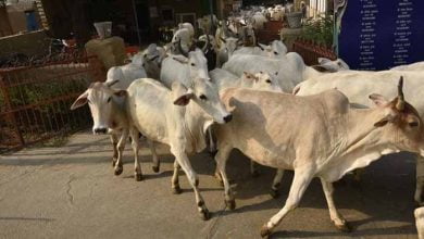 cows राजस्थान: भरतपुर में मिली सिर कटी गायों की लाशें, माहौल बिगाड़ने की साजिश?