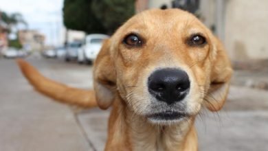 dog11 मेरठ: कुत्‍तों का आतंक, डाक्‍टर बोलने लगे-इन्‍हें पकड़वाते क्यों नहीं, कितनों को लगाऊं इंजेक्‍शन