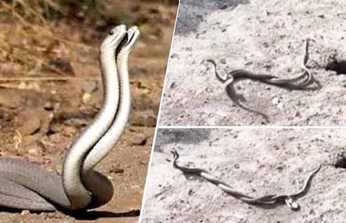 बारिश के साथ ही बिल से बाहर निकलकर नाग-नागिन करने लगे रोमांस 1 naag बारिश के साथ ही बिल से बाहर निकलकर नाग-नागिन करने लगे रोमांस