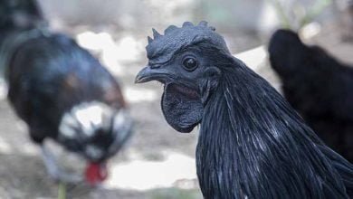 Kadaknath देश भर में कड़कनाथ की बांग, झाबुआ में सालाना पैदावार बढ़कर 2.5 लाख चूजों पर पहुंची
