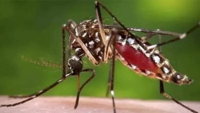 dengue 2 दिल्ली-एनसीआर: डेंगू और मलेरिया का अटैक, बरतें सावधानी वरना भरना होगा जुर्माना