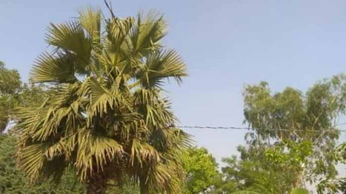 Viral News: पत्नी का ऐसा खौफ कि 100 फीट ऊंचे पेड़ पर ही खाना-पीना-सोना... 1 Viral News: पत्नी का ऐसा खौफ कि 100 फीट ऊंचे पेड़ पर ही खाना-पीना-सोना...