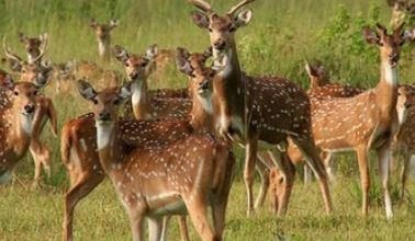 13 2 नरसिंहगढ़ के चीतल मिटाएंगे कूनो के चीतों की भूख, 3 माह तक नर, मादा चीतों को रखा जाएगा अलग