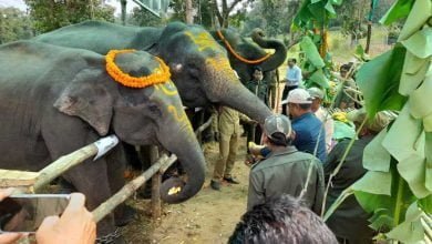 1 jpeg 6 'लक्ष्मी' व 'सिद्धनाथ' करेंगे कूनो में अफ्रीकी चीतों की निगरानी
