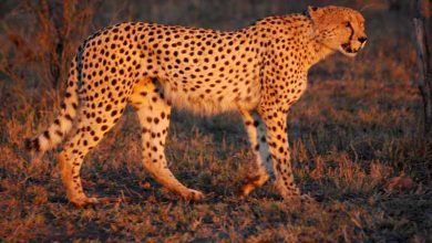 Cheetah Umfolozi SouthAfrica MWegmann चीतों का बसाहट स्थल देखने अब 5 को दक्षिण अफ्रीका का दल आएगा