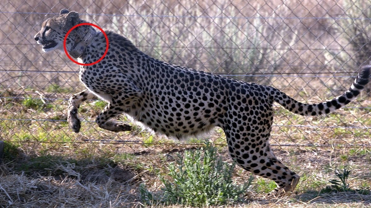 cheetah ap copy कैसे खुले जंगल में रहेंगे नामीबिया से भारत लाए जा रहे 8 चीते, कैसे होगी ट्रैकिंग?