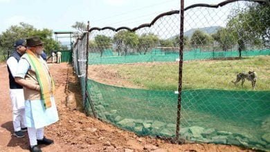 cheetah kuno नामीबिया के चीतों को बसाने MP का Kuno National Park ही क्यों ?