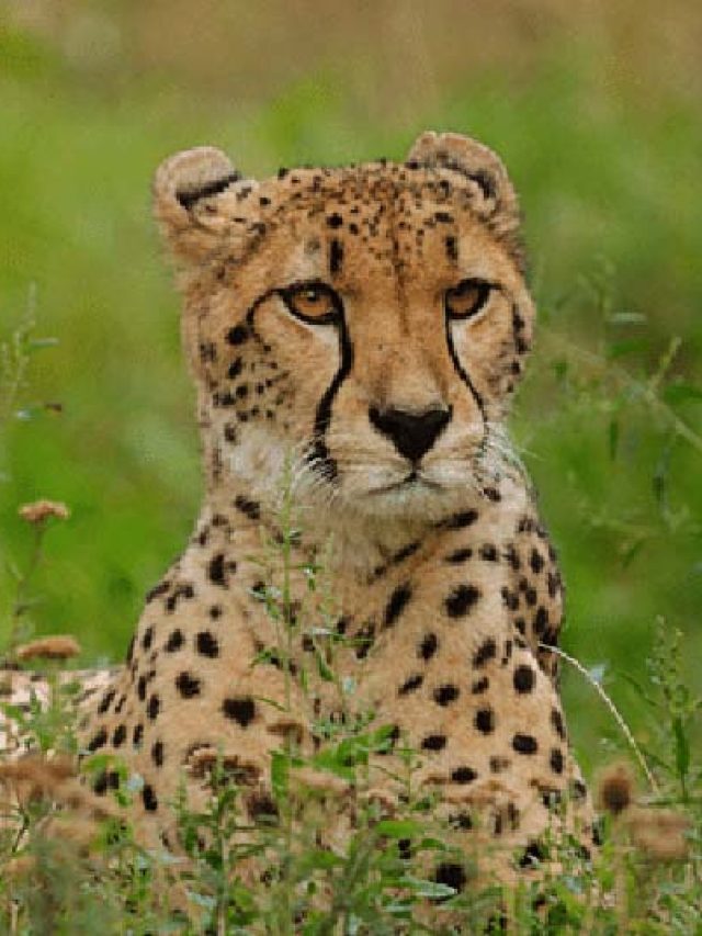 जानिए Cheetah Project क्या है ?