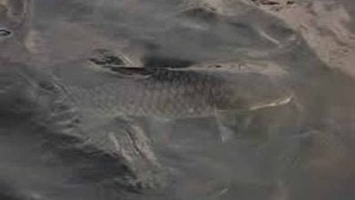 fish बिहार: बगहा में मिली विचित्र मछली, चार आंखें और शरीर पर बाघ जैसी धारियां