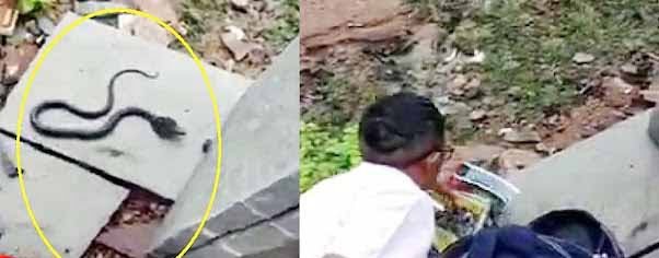 Viral Video: छात्रा ने जैसे ही किताब निकालने के लिए बैग में डाला हाथ, तभी निकला फन-फनाते निकला जहरीला सांप, देखें Video 1 Viral Video: छात्रा ने जैसे ही किताब निकालने के लिए बैग में डाला हाथ, तभी निकला फन-फनाते निकला जहरीला सांप, देखें Video