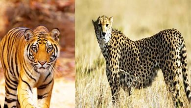 tiger will come in madhav udyan and african cheetah will come in palpur kuno श्योपुर में चीतों के बाद अब शिवपुरी में टाइगर, बढ़ेगा रोजगार
