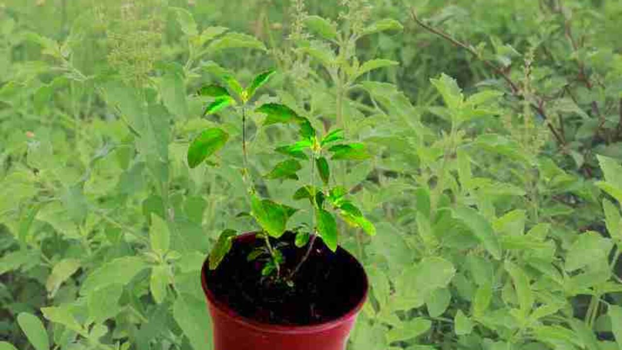 सुखी तुलसी से करें ये 4 उपाय, आपके जीवन में आ जाएगी चमक 1 Sukhi Tulsi