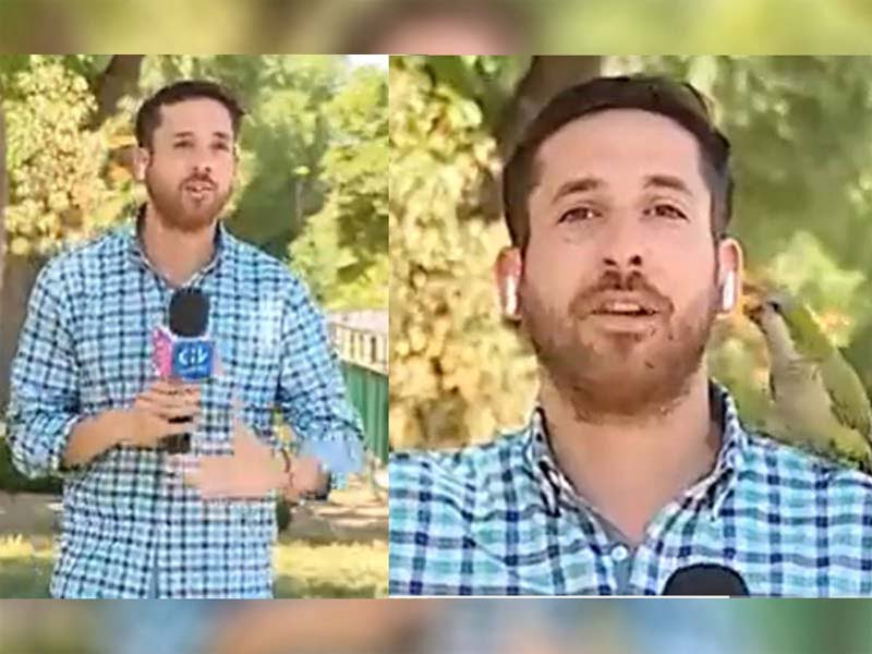 Viral Video : जब पत्रकार का इयरफोन ले उड़ गया तोता, देखिए वीडियो 1 live reporting Viral Video : जब पत्रकार का इयरफोन ले उड़ गया तोता, देखिए वीडियो