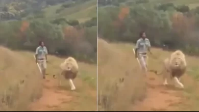 man chasing the lion Viral Video : शेर को डंडा लेकर खदेड़ रहा था शख्स, फिर जो हुआ, यकीन नहीं होगा