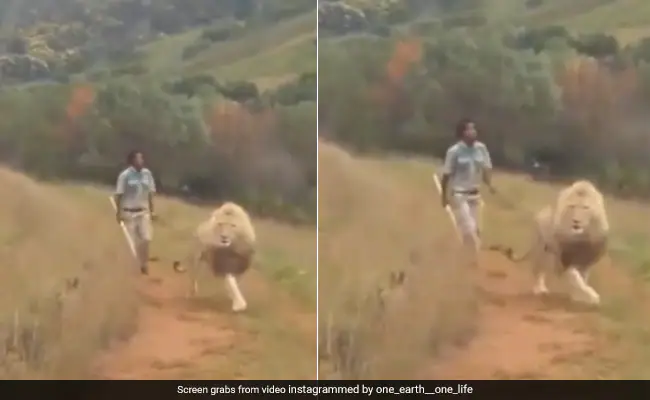 Viral Video : शेर को डंडा लेकर खदेड़ रहा था शख्स, फिर जो हुआ, यकीन नहीं होगा 1 man chasing the lion Viral Video : शेर को डंडा लेकर खदेड़ रहा था शख्स, फिर जो हुआ, यकीन नहीं होगा