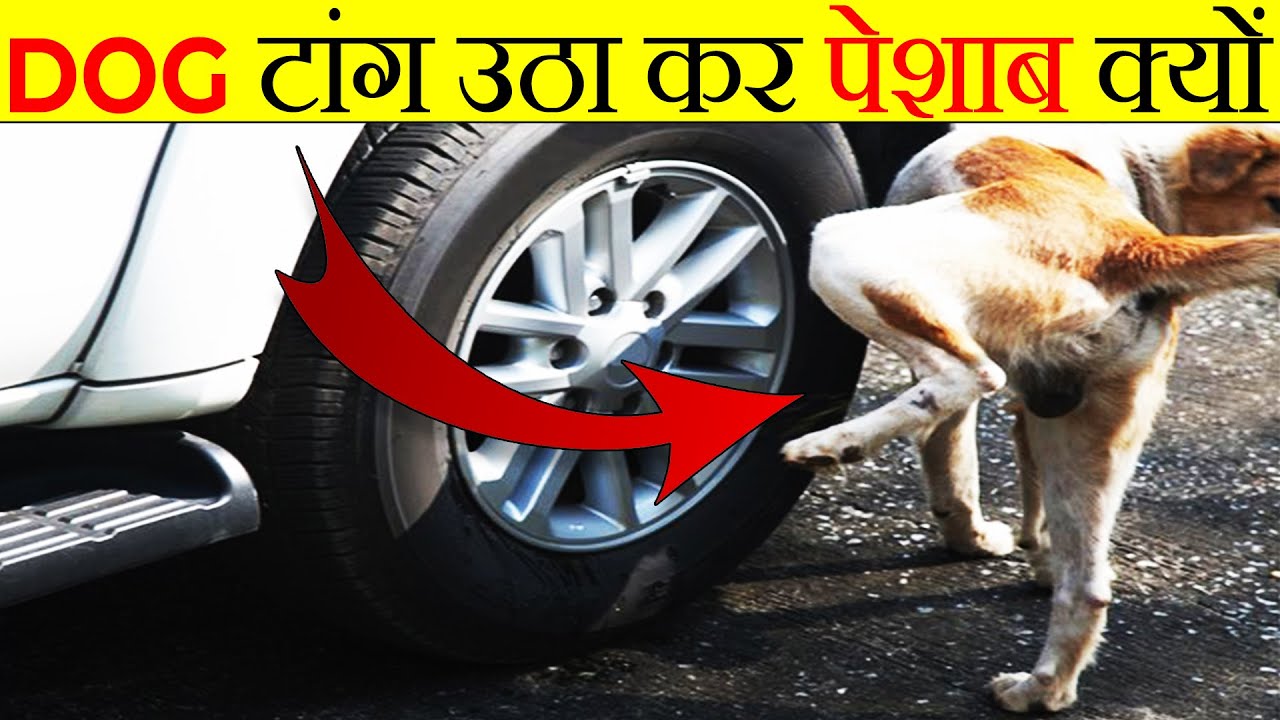 Amazing Information: क्या आप जानते हैं कुत्ते एक पैर उठाकर ही पेशाब क्यों करते है ? 1 Amazing Information