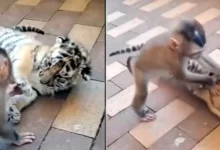 Tiger vs monkey