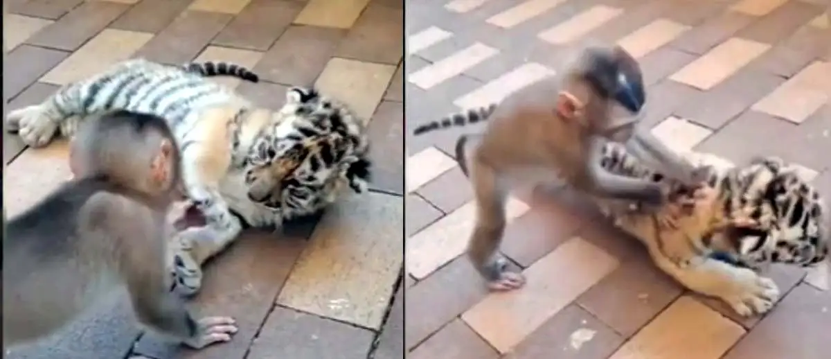 Ajab Gajab News : बाघ - बंदर का याराना देख हो जाओगे दंग, वीडियो वायरल 1 Tiger vs monkey