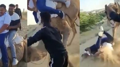 camel Viral Video