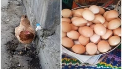egg 31 Viral : मुर्गी ने एक दिन में दिए 31 अंडे, ये स्पेसल खानपान ने बढ़ाई मुर्गी की क्षमता