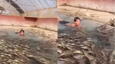 crocodile