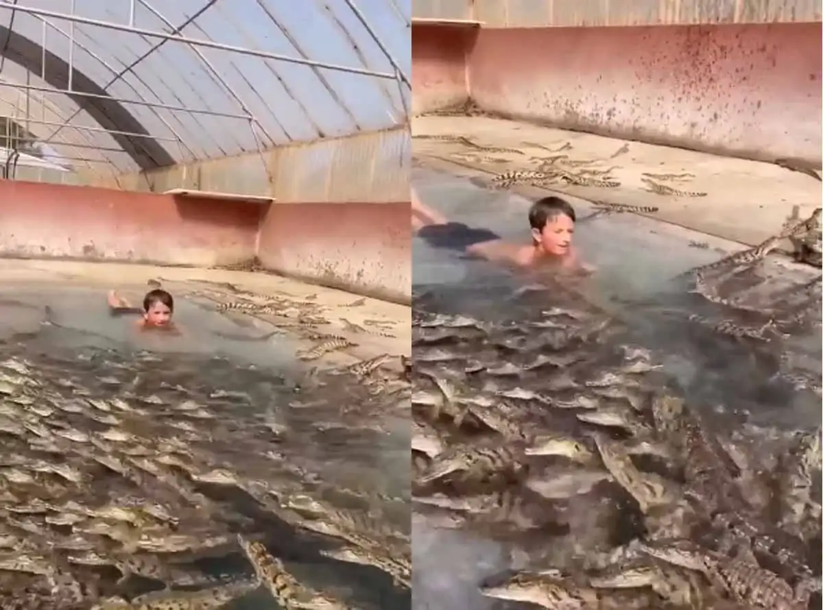 crocodile