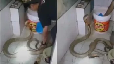 viral video king cobra bath