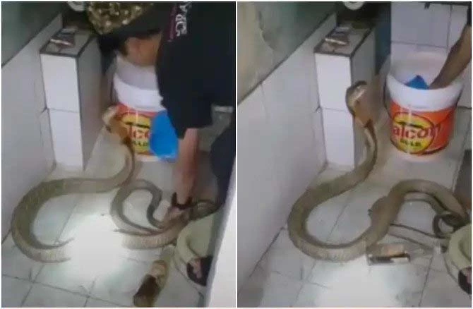 रोंगटे खड़े कर देगा किंग कोबरा सांप का ये Viral Video, आप भी देखें... 1 viral video king cobra bath