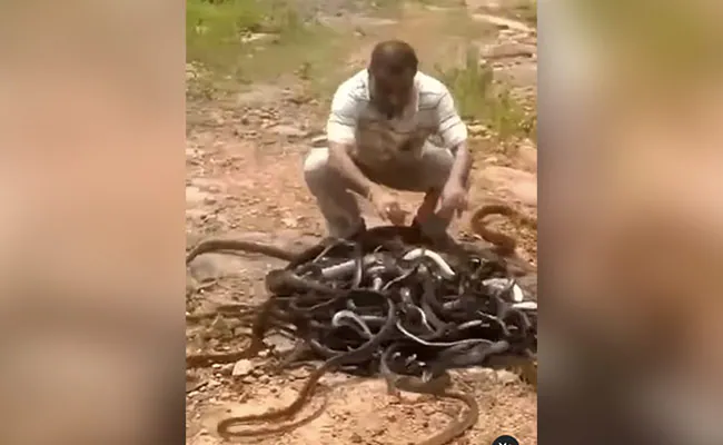 Old Snake Viral Video: शख्स ने हाथ से पुचकार एक साथ छोड़े सैंकड़ों सांप 1 Snake Viral Video