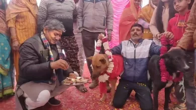 Viral Dog Marriage Video