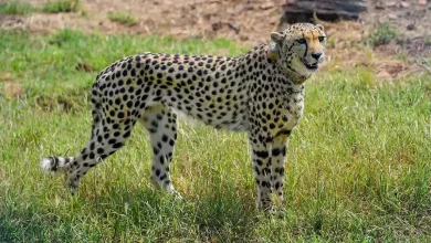 Chetah