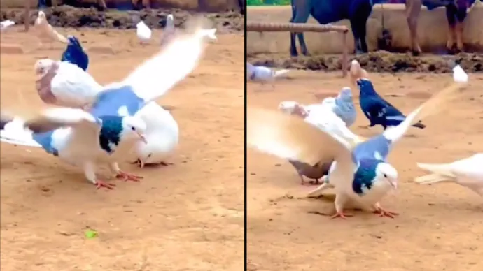 viral pigeon video