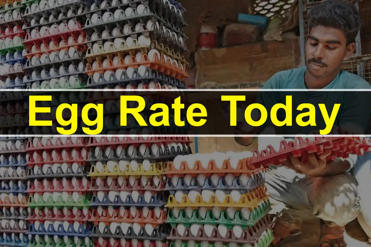 Egg Rate Today