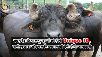 Paltu Pashu