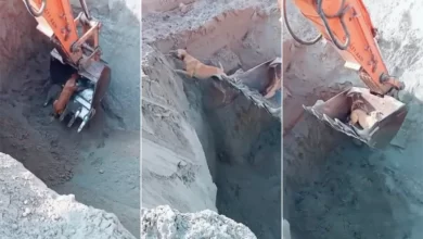 Dog Rescue Operation viral video