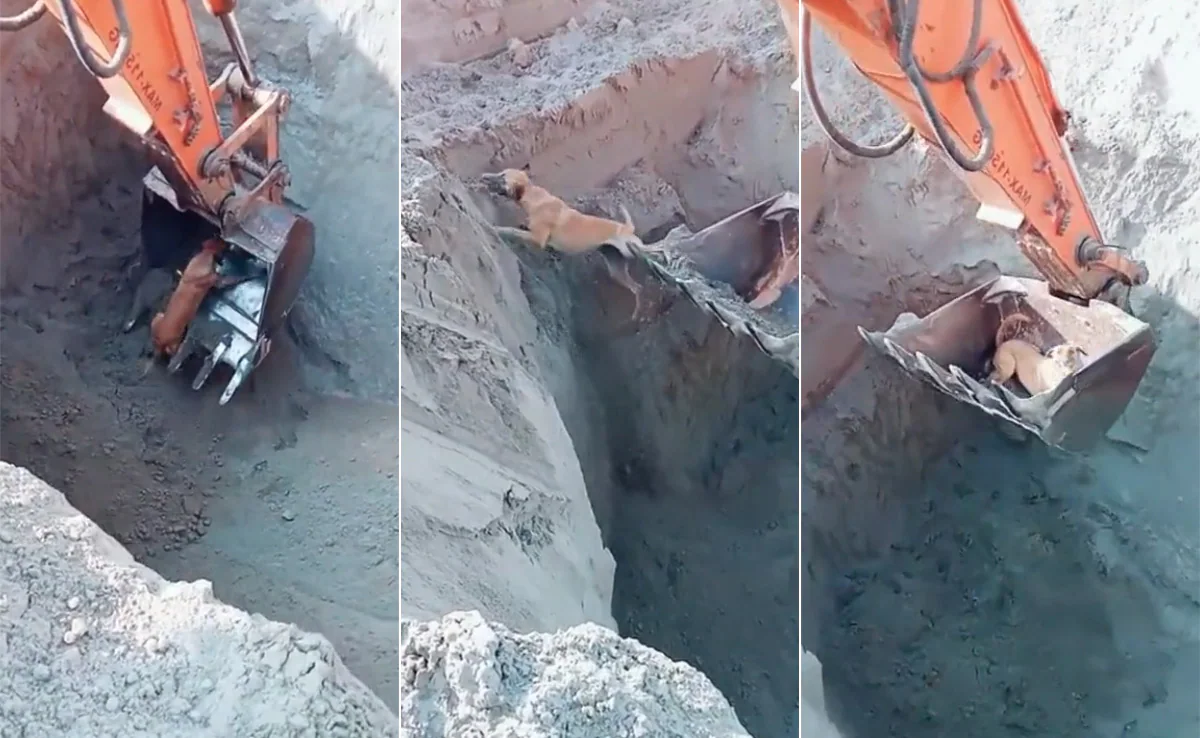 गड्ढे में गिरे बेजुबान की मदद के लिए पहुंची JCB, ट्रेंड हो रहा Viral Video 1 Dog Rescue Operation viral video