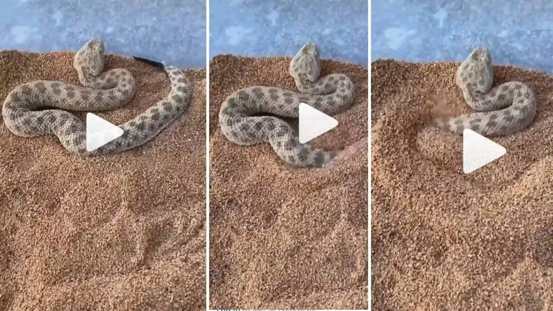 देखें Viral Video: देखते ही देखते मिट्टी में गायब हो गया जहरीला सांप 1 Viral Video