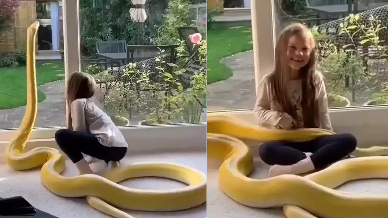 Shocking Viral Video: विशालकाय सांप को खिलौना समझ खेलने लगी बच्ची, जाने क्या हुआ 1 Viral Video Snake
