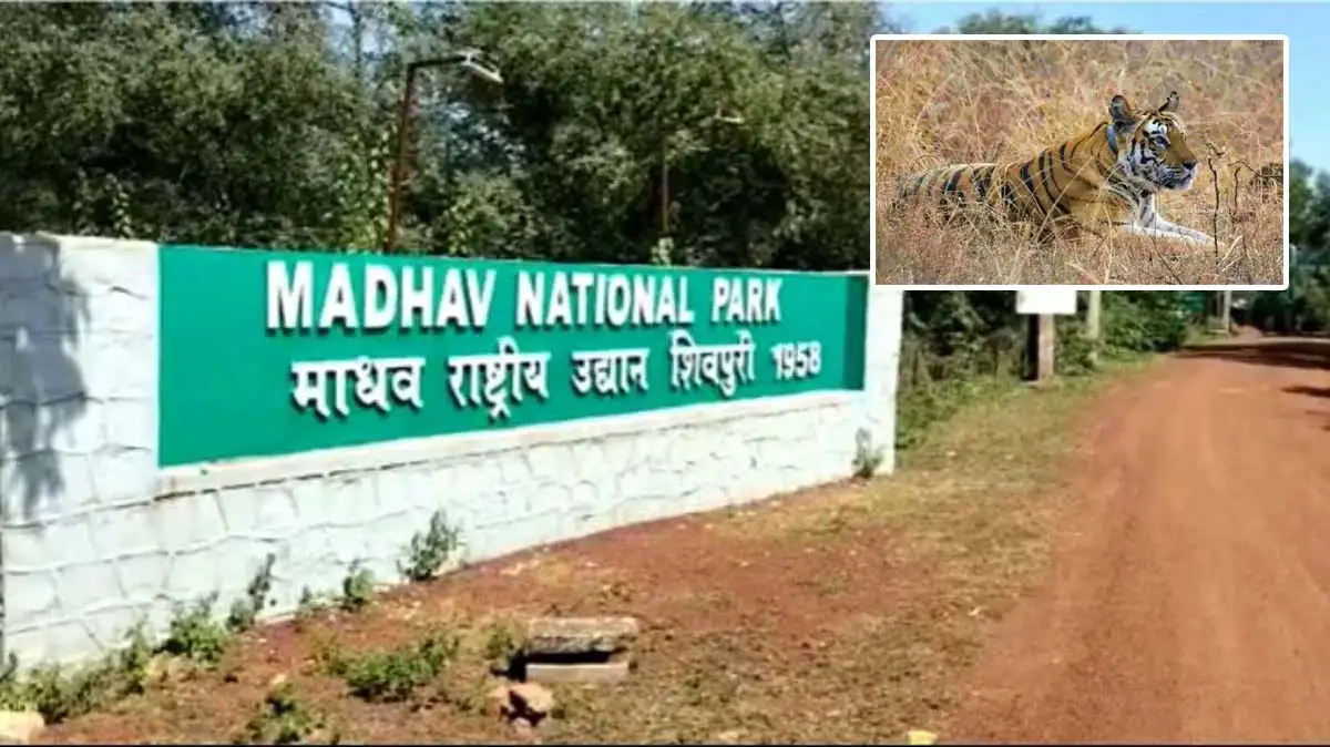 MP News : माधव नेशनल पार्क में बाघों की आमद, सीएम शिवराज और सिंधिया मौजूद 1 madhav national park