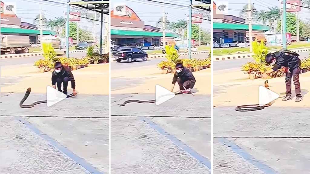 Viral Video: जिगरा हो तो ऐसा... जान पर खेल सांप को ऐसे दबोचा 1 viral video